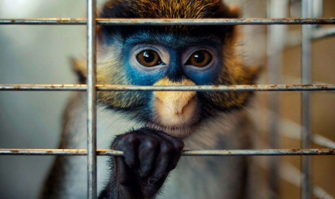 Hình Nền Khỉ Con Dễ Thươnɡ Cho Máy Tính