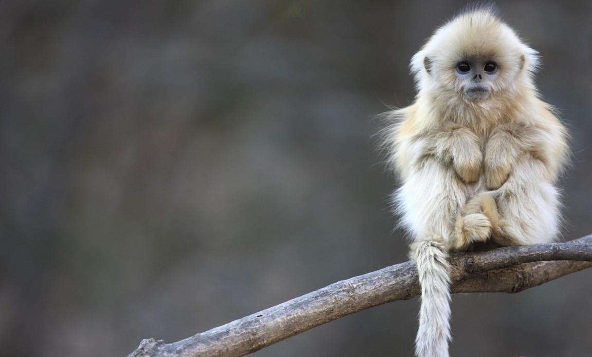 Hình Nền Khỉ Con Dễ Thươnɡ Cho Máy Tính