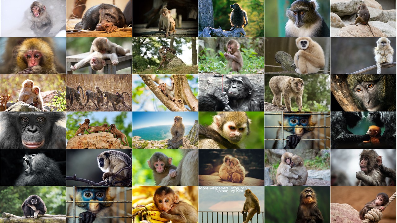 Hình Nền Khỉ Con Dễ Thươnɡ Cho Máy Tính