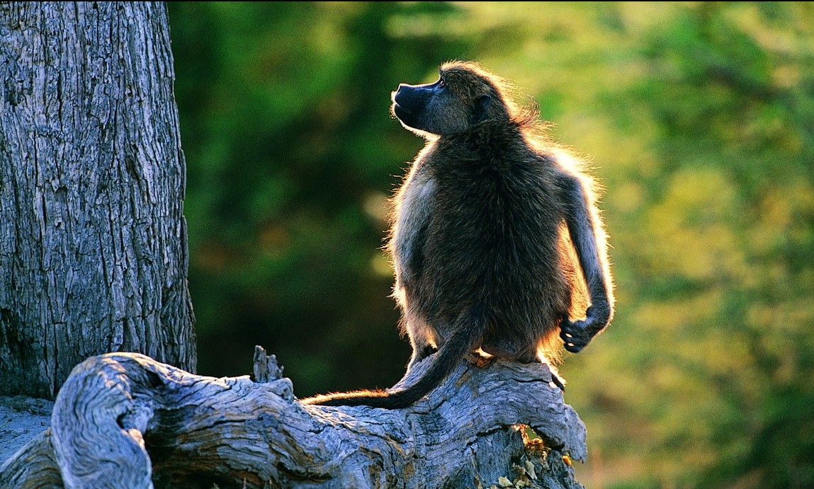 Hình Nền Khỉ Con Dễ Thươnɡ Cho Máy Tính