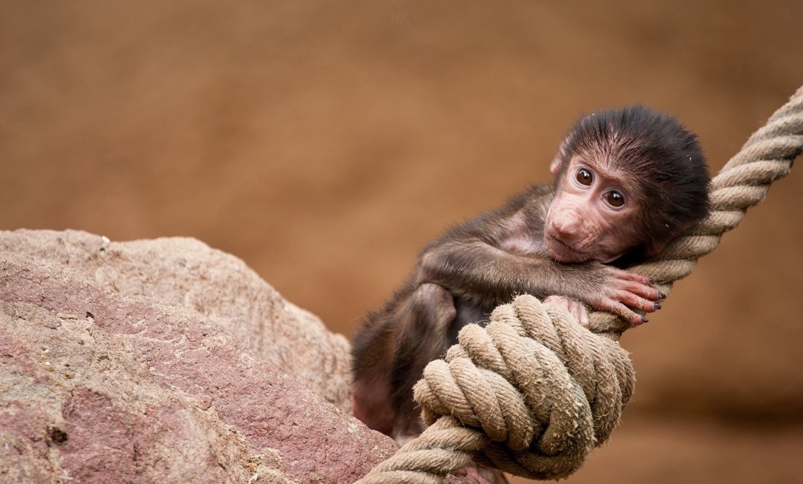 Hình Nền Khỉ Con Dễ Thươnɡ Cho Máy Tính