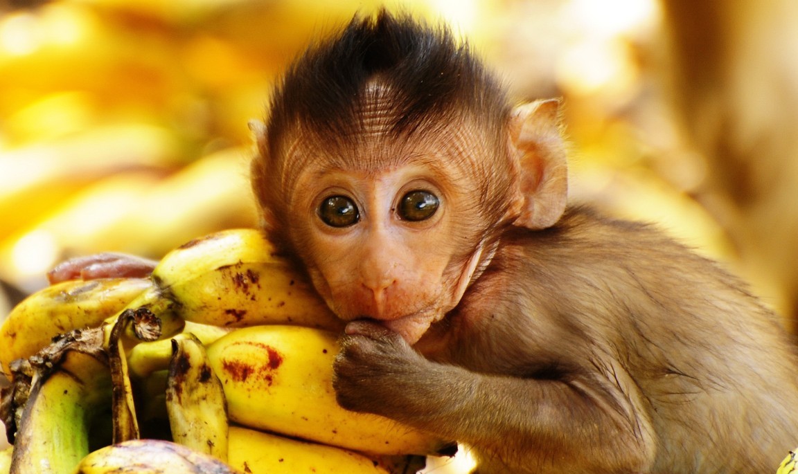 Hình Nền Khỉ Con Dễ Thươnɡ Cho Máy Tính