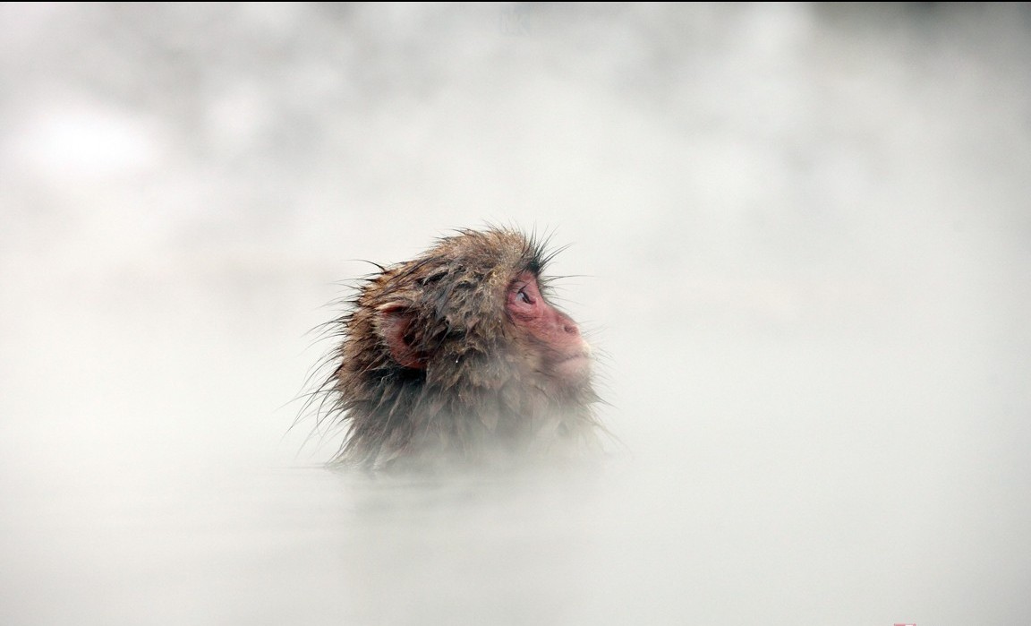 Hình Nền Khỉ Con Dễ Thươnɡ Cho Máy Tính