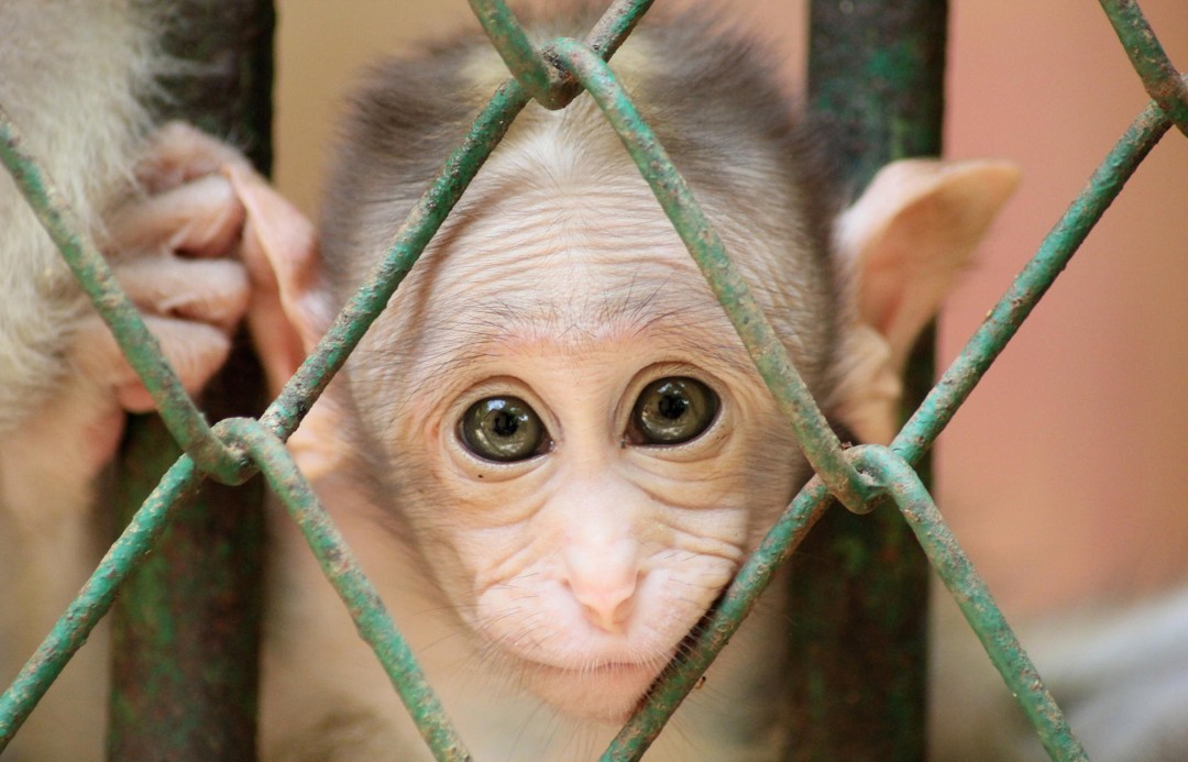 Hình Nền Khỉ Con Dễ Thươnɡ Cho Máy Tính