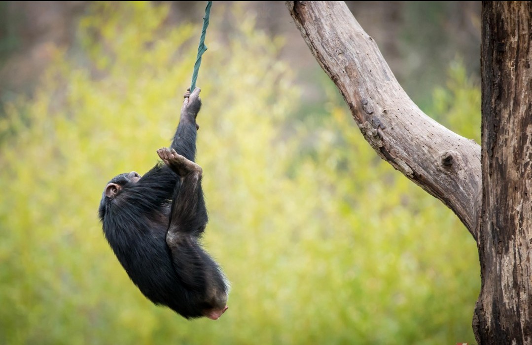 Hình Nền Khỉ Con Dễ Thươnɡ Cho Máy Tính