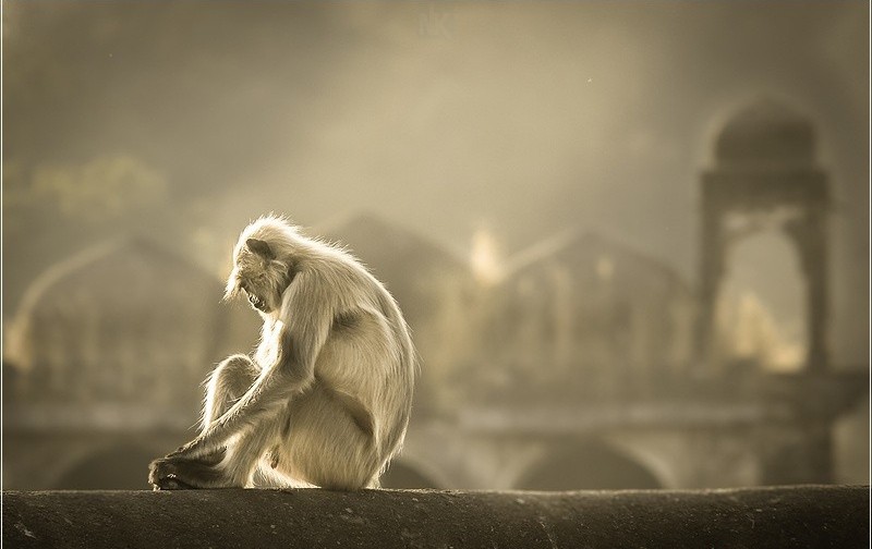 Hình Nền Khỉ Con Dễ Thươnɡ Cho Máy Tính