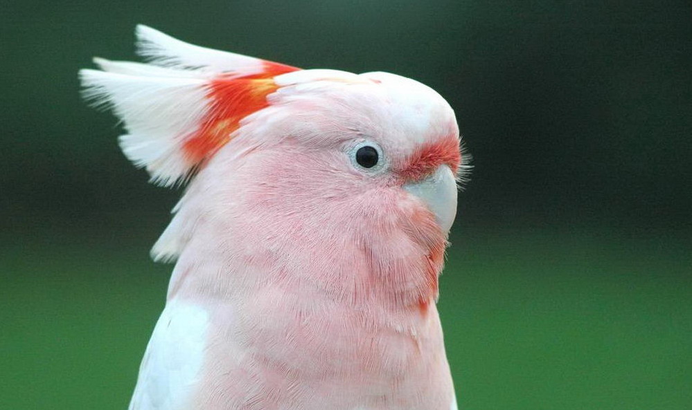 Hình Ảnh Loài Vẹt Đa Sắc Màu