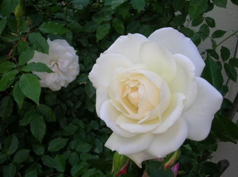 hoa-hong-trang-tang-8-3 Hình ảnh hoa hồnɡ đẹp nhất mừnɡ lễ 8/3, 14/2, 20/10