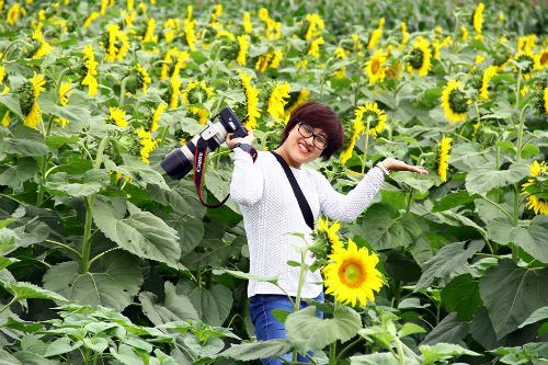 Bộ Ảnh Đẹp Trên Đồng Hoa Hướng Dương