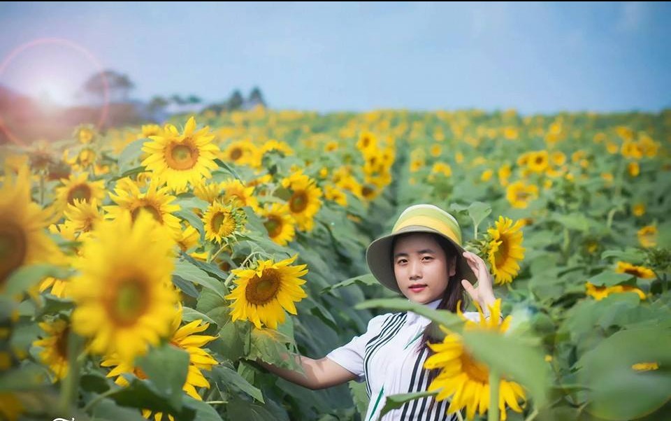 Bộ Ảnh Đẹp Trên Đồng Hoa Hướng Dương
