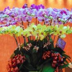 Top 7 Địa chỉ bán hoa lan hồ điệp đẹp nhất tại TP.HCM