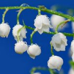 Top 10 loài hoa đẹp nhất trên thế giới