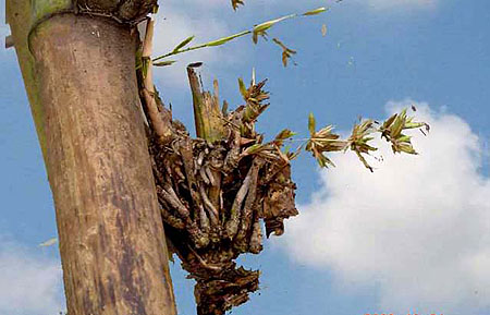 Ngắm Ảnh Hoa Tre Hiếm Gặp