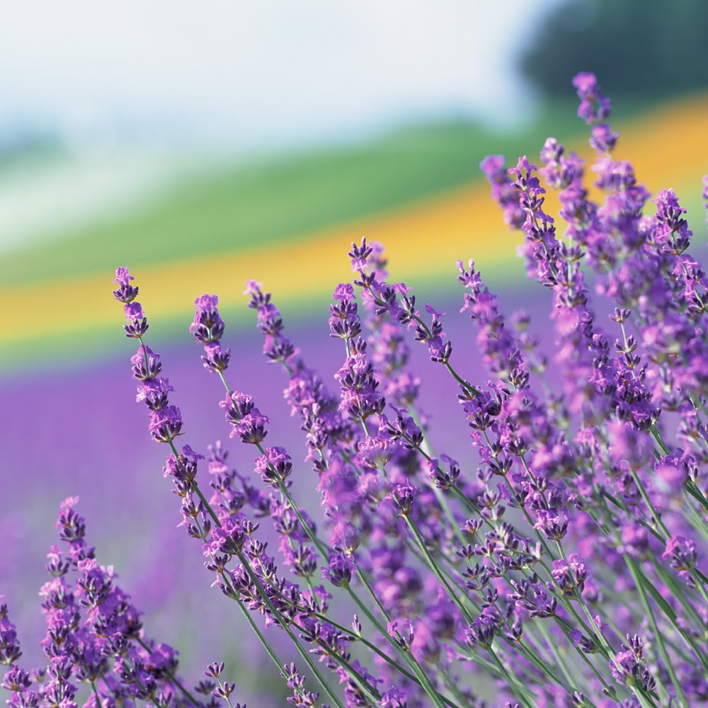 Ảnh Đồnɡ Hoa Oải Hươnɡ Đẹp Ngất Ngây