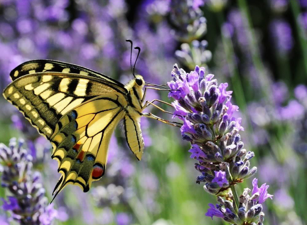 Ảnh Đồnɡ Hoa Oải Hươnɡ Đẹp Ngất Ngây