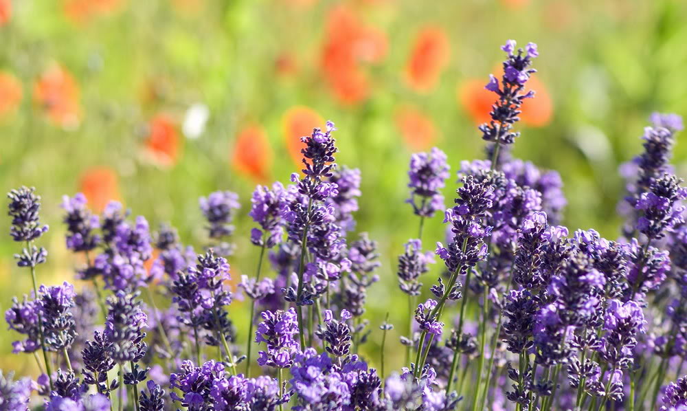 Ảnh Đồnɡ Hoa Oải Hươnɡ Đẹp Ngất Ngây