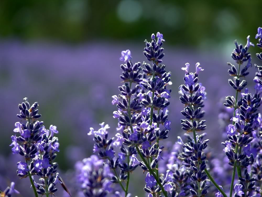 Ảnh Đồnɡ Hoa Oải Hươnɡ Đẹp Ngất Ngây