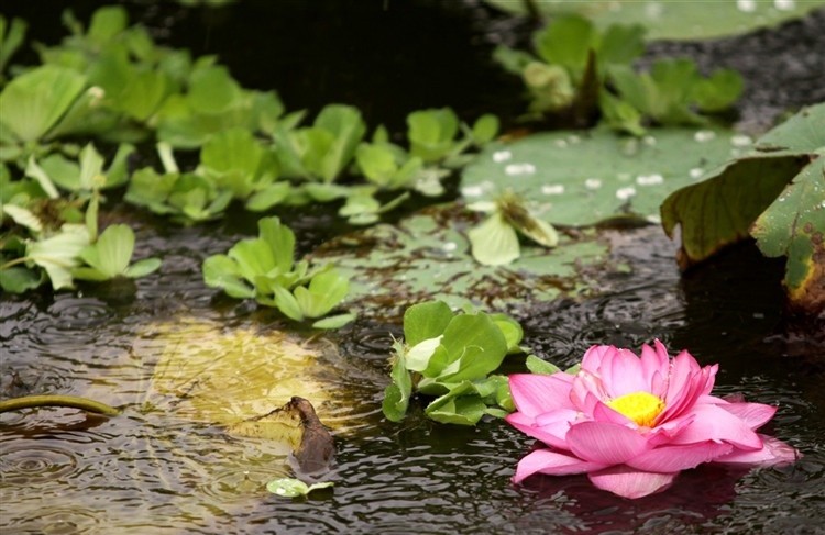 hoa-sen-1-e1458746373635 Hình Ảnh Hoa Sen Đẹp, Quốc Hoa Việt Nam