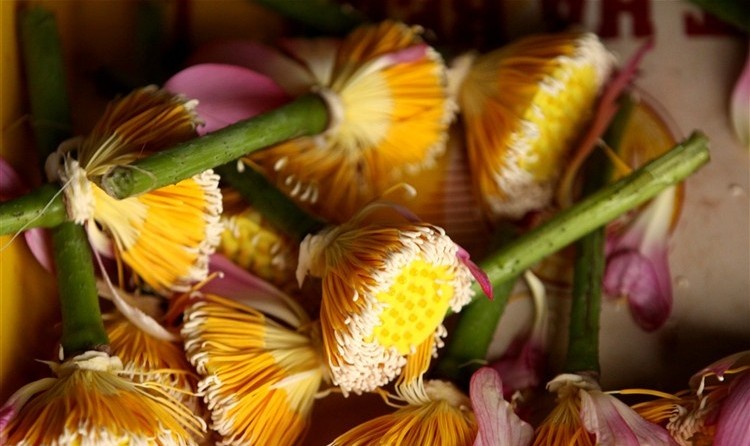 hoa-sen-2-e1458747105790 Hình Ảnh Hoa Sen Đẹp, Quốc Hoa Việt Nam