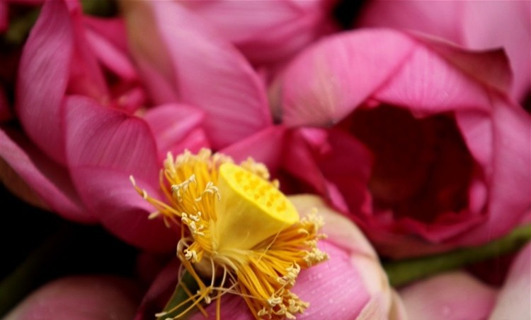 hoa-sen-dep-e1458747528267 Hình Ảnh Hoa Sen Đẹp, Quốc Hoa Việt Nam