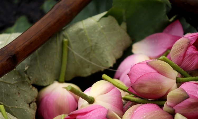 hoa-sen-e1458746194833 Hình Ảnh Hoa Sen Đẹp, Quốc Hoa Việt Nam