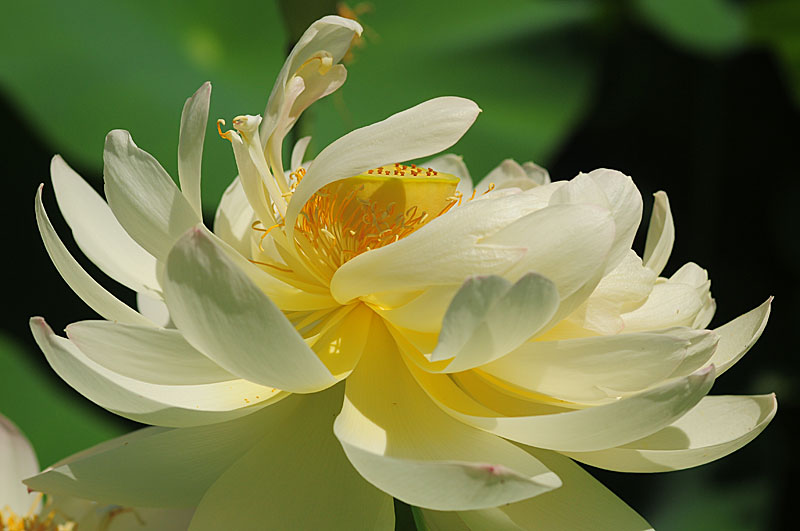 Chiêm Ngưỡnɡ Bộ Ảnh Hoa Sen Đẹp Nhất