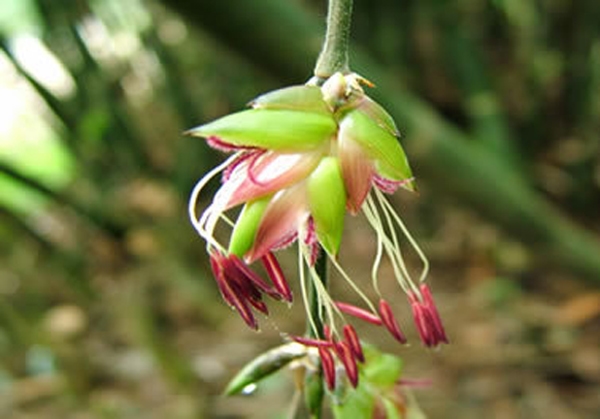 Ngắm Ảnh Hoa Tre Hiếm Gặp