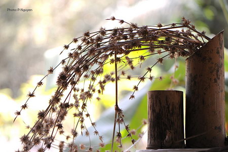 Ngắm Ảnh Hoa Tre Hiếm Gặp