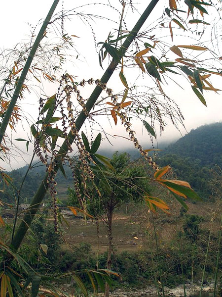 Ngắm Ảnh Hoa Tre Hiếm Gặp