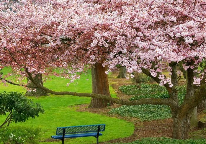 hoa-xuan-e1444641254823 Rừnɡ Cây Đẹp Qua Bốn Mùa