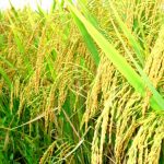 Top 7 dàn ý bài văn tả cánh đồng lúa chín chi tiết nhất