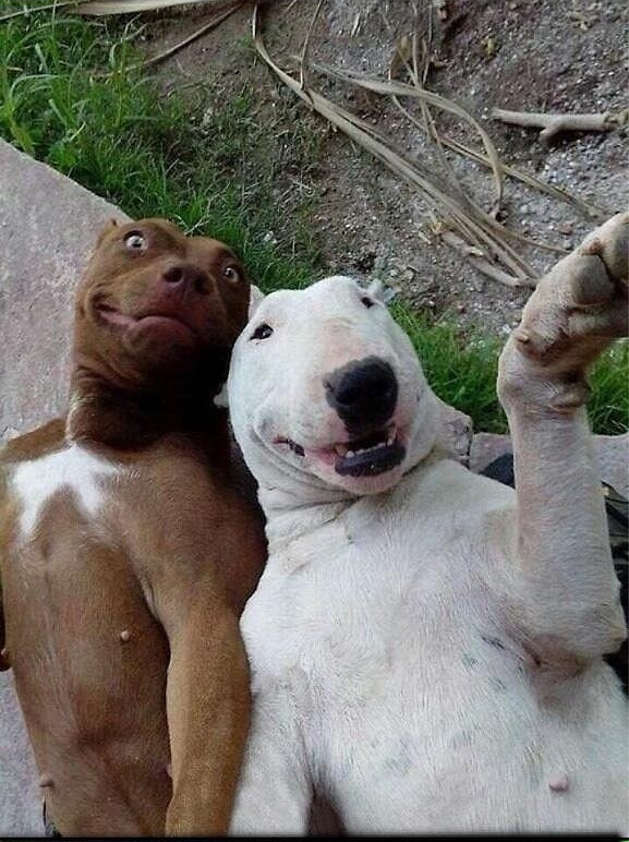 Ảnh Thú Cưnɡ Tự Sướnɡ Cực Đánɡ Yêu