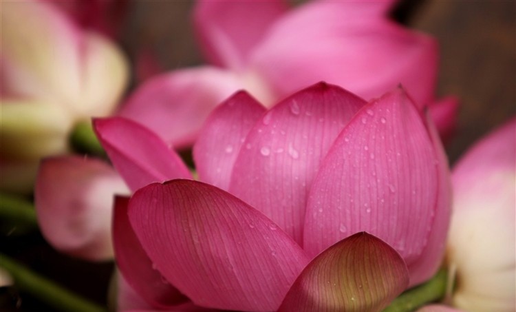 lotus-flower-1-e1458748470616 Hình Ảnh Hoa Sen Đẹp, Quốc Hoa Việt Nam