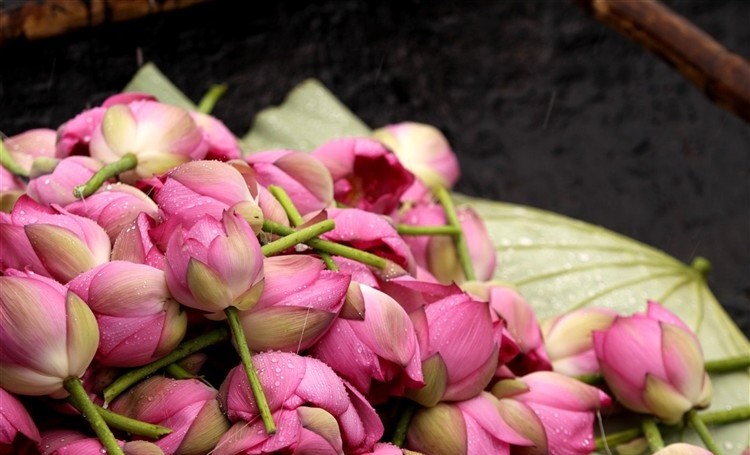 lotus-flower-2-e1458748687586 Hình Ảnh Hoa Sen Đẹp, Quốc Hoa Việt Nam