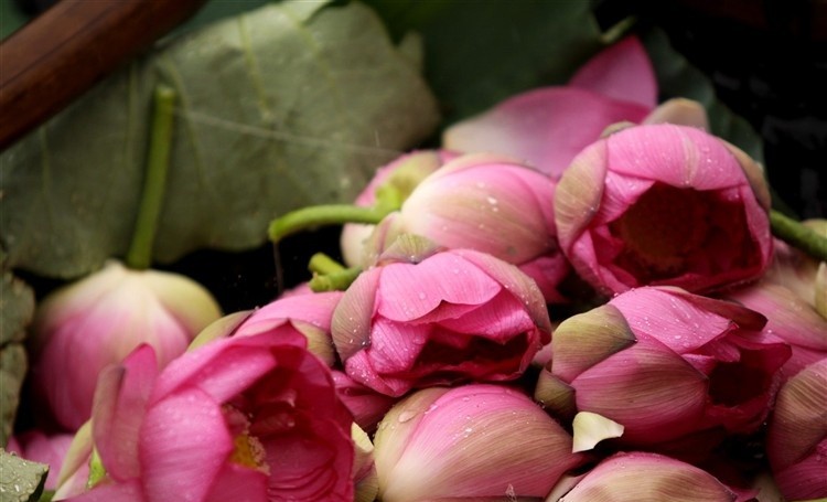 lotus-flower-e1458748080872 Hình Ảnh Hoa Sen Đẹp, Quốc Hoa Việt Nam