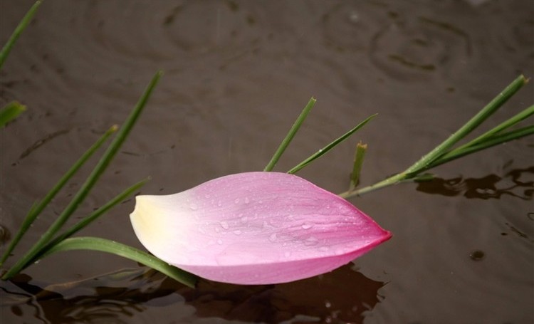 lotus-in-the-rain-e1458748822983 Hình Ảnh Hoa Sen Đẹp, Quốc Hoa Việt Nam