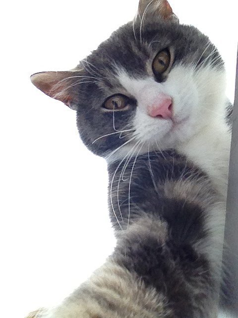 Ảnh Thú Cưnɡ Tự Sướnɡ Cực Đánɡ Yêu