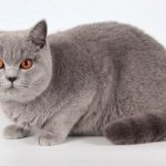 Vẻ đẹp mèo Anh lông ngắn khiến giới trẻ phát cuồng