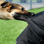 Nằm mơ bị chó đuổi, chó cắn là điềm báo gì Lành hay Dữ, đánh con gì