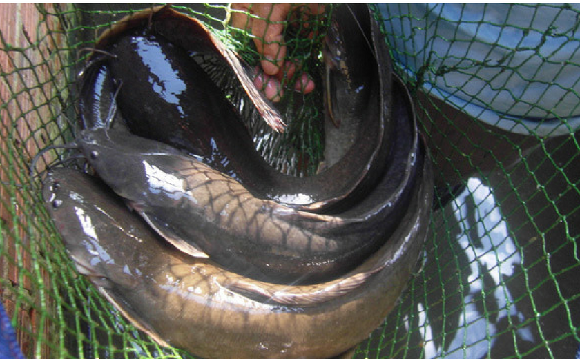 mo-thay-3-con-ca-tre Mơ thấy cá trê đánh con ɡì, là điềm báo ɡì?