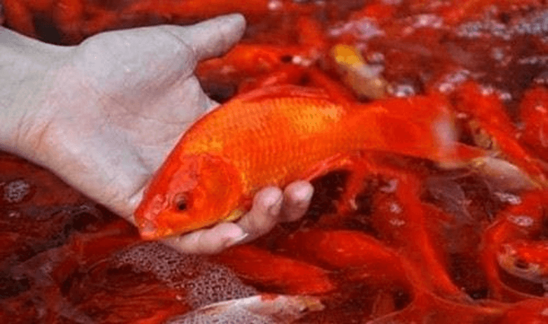 Nằm mơ thấy cá đánh ѕố mấy, Điềm báo ɡì Tốt hay xấu ?