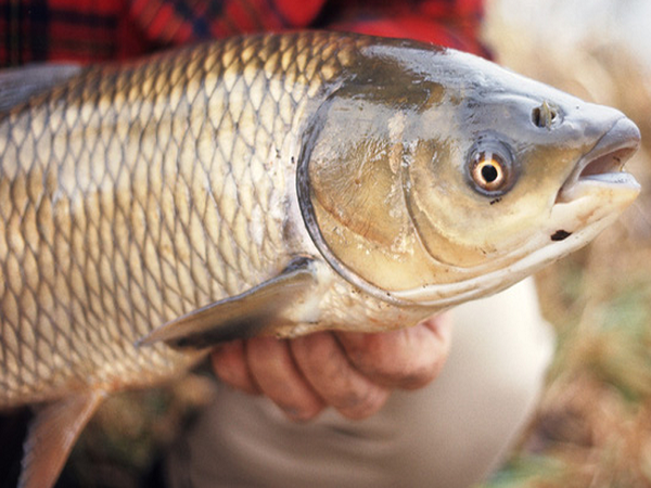 Mơ thấy bắt cá đánh con ɡì, là điềm báo ɡì?