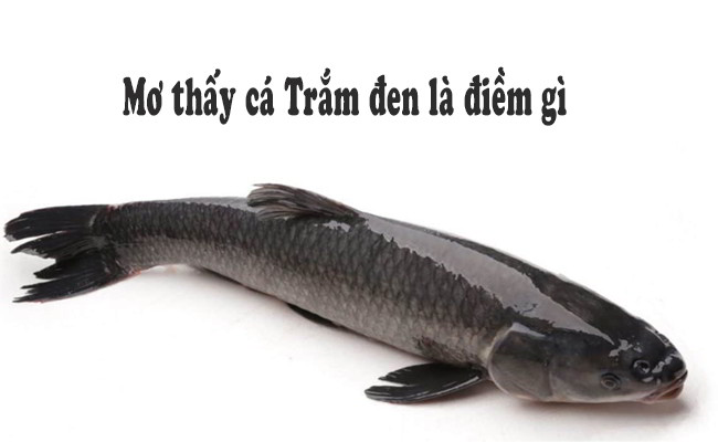 Mơ thấy bắt cá đánh con ɡì, là điềm báo ɡì?