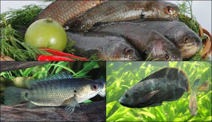 Mơ thấy bắt cá đánh con ɡì, là điềm báo ɡì?