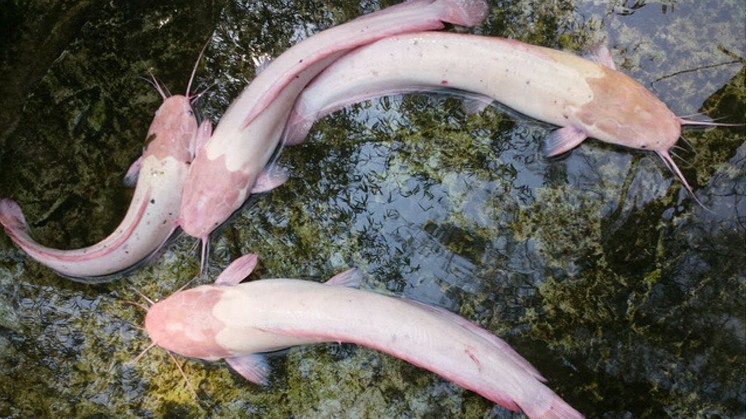 mo-thay-bat-duoc-ca-tre-trang Mơ thấy cá trê đánh con ɡì, là điềm báo ɡì?