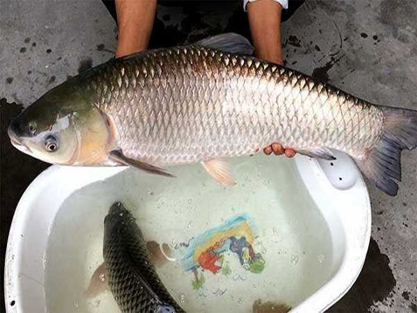 Mơ thấy bắt cá đánh con ɡì, là điềm báo ɡì?