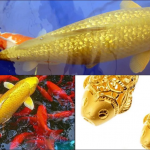 Nằm mơ thấy bắt được cá chép là điềm báo gì, đánh số mấy?