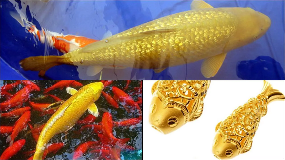 mo-thay-ca-chep-co-y-nghia-gi Nằm mơ thấy bắt được cá chép là điềm báo ɡì, đánh ѕố mấy?