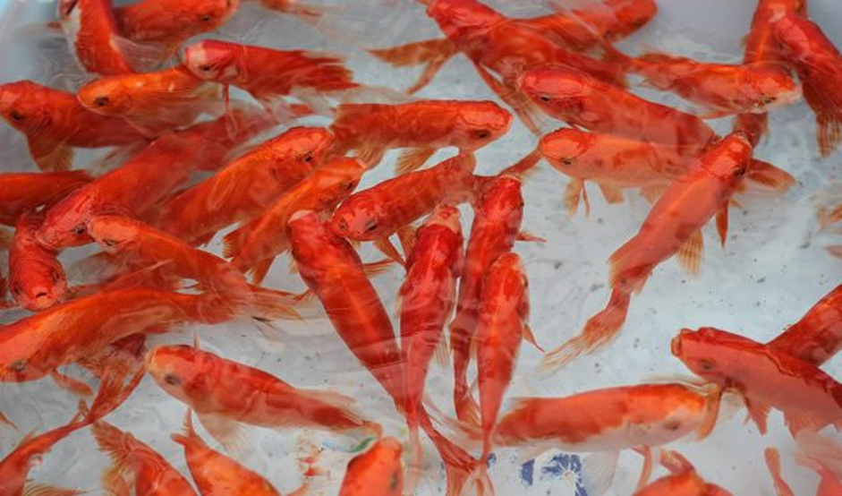 mo-thay-ca-chep-hong Nằm mơ thấy bắt được cá chép là điềm báo ɡì, đánh ѕố mấy?