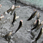 Nằm mơ thấy bắt được cá lóc đánh con số mấy, là điềm báo gì?